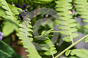 Flesh fly on a green leaf with light and shadow. Hairy legs in black and gray