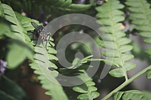 Flesh fly on a green leaf with light and shadow. Hairy legs in black and gray