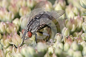 Flesh-Fly on Hylotelephium Herbstfreude Group `Herbstfreude