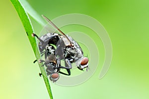 Flesh Fly mating