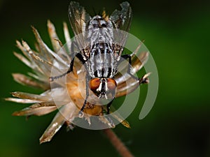 Flesh Fly Resting On A Dead Weed Flower