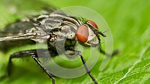 Flesh fly - sacrophagidae brachycera