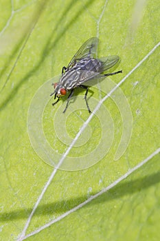 Flesh Fly (Sarcophaga bercaea)