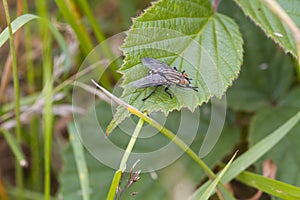 Flesh Fly (Sarcophaga bercaea)