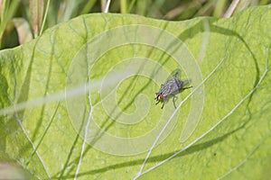 Flesh Fly (Sarcophaga bercaea)