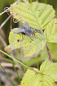 Flesh Fly (Sarcophaga bercaea)