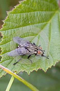 Flesh Fly (Sarcophaga bercaea)