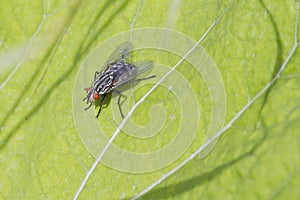 Flesh Fly (Sarcophaga bercaea)