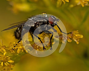 Flesh fly, Sarcophagidae on a flower photo