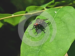 Flesh fly ,Sarcophagidae ,insect stock image