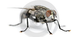 Flesh fly, Sarcophagidae, isolated