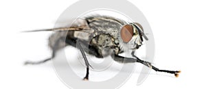 Flesh fly, Sarcophagidae, isolated