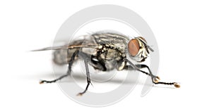 Flesh fly, Sarcophagidae, isolated photo