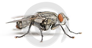 Flesh fly, Sarcophagidae, isolated