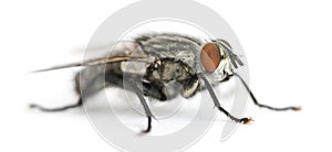 Flesh fly, Sarcophagidae, isolated photo