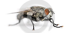 Flesh fly, Sarcophagidae, isolated photo