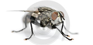 Flesh fly, Sarcophagidae, isolated photo