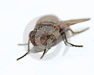 Flesh fly, Sarcophagidae isolated photo