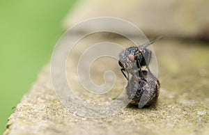 A Flesh fly Sarcophagidae perching on and eating dung in the UK. photo