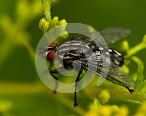 Flesh fly, Sarcophagidae on a plant photo