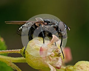 Flesh fly, Sarcophagidae on a plant photo