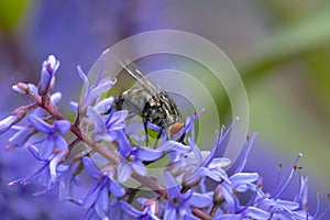 Flesh fly, Sarcophagidae , pollinating purple flowers