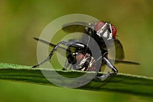 Flesh fly, Sarcophagidae on a straw