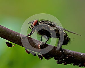 Flesh fly, Sarcophagidae on a straw with aphids