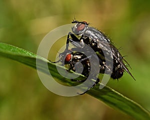 Flesh fly, Sarcophagidae on a straw photo