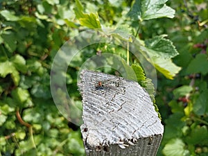 Flesh fly (Sarcophagidae) on a wooden fence. photo