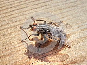 Flesh Fly (Sarcophaginae)