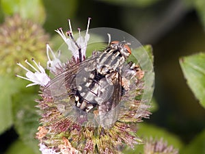 Flesh Fly Sarcophaginae - Macro