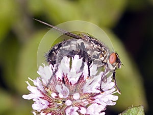 Flesh Fly Sarcophaginae - Macro