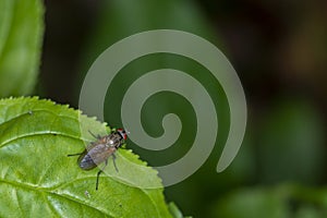 A Flesh fly sitting on a green leaf