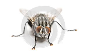 Flesh fly viewed from up high, Sarcophagidae, isolated