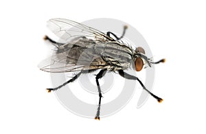 Flesh fly viewed from up high, Sarcophagidae, isolated photo