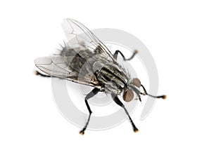 Flesh fly viewed from up high, Sarcophagidae, isolated photo