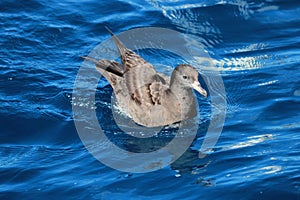 Flesh Footed Shearwater in Australasia