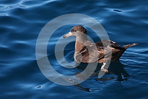 Flesh-footed shearwater swimming in New Zealand waters