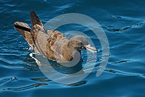 Flesh-footed shearwater in water, New Zealand photo
