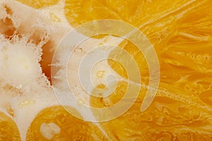 Flesh of juicy ripe orange as background or backdrop, close-up abstract blurred image