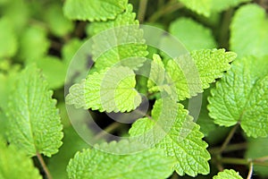 Flesh lemon balm in a flower pot at herb garden