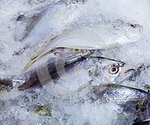 The flesh mackerel in fish market