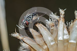 The fleshfly [family Sarcophagidae