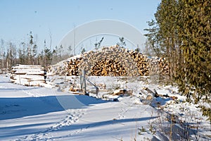 Fleshly cut snow covered logs sitting beside a road ready to be trucked to a mill photo