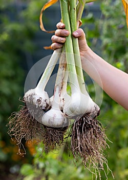 Fleshly harvested organic Elephant Garlic Allium ampeloprasum at summer kitchen garden allotment