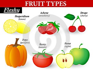 Fleshy fruit types