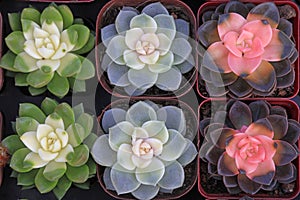 Fleshy polysaccharide