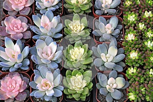 Fleshy polysaccharide