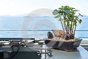 Fleshy root and leaves of Korean sweet potato planting in the tray decorated with dry pine seeds to form Bonsai tree use for